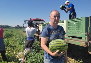 Pěstitel melounů Josef Hrazdílek (62) s čerstvě utrženým kusem.