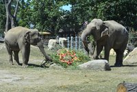 Sloni slavili v ZOO: Přiťukli si melounem!