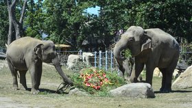 Sloni slavili osmdesát let v ZOO