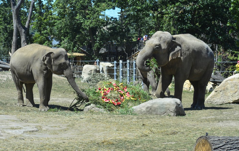 Sloni slavili osmdesát let v ZOO