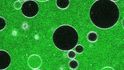 Membrány (bílá fluorescenční značka) mají průměr v rozmezí cca 10–100μm. Roztok v okolním prostředí je nabarven ve vodě rozpustným zeleným barvivem. Do prostředí je přidáván protein, který tvoří póry (otvory) v membráně. Po vytvoření póru v některých membránách se tyto stanou propustné pro zelené barvivo a do zelena se tak zbarví i jejich obsah. Jiné vezikuly (“měchýřky” tvořené membránou) zůstanou nepoškozeny a jejich obsah tak zůstává černý.