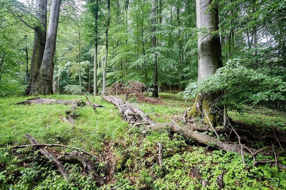 Školní lesní podnik Masarykův les Křtiny, který vlastní Mendelova univerzita v Brně, má rozlohu 10 000 hektarů. Lesy rostou od severního okraje Brna až do Moravského krasu.