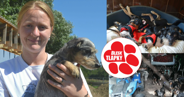 V harampádí živořilo 76 psů! Práci úřadů suplují záchranné spolky, platí i léčbu 