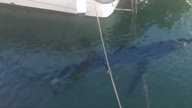 V přístavu na španělském ostrově Menorca kroužil žralok (15.6.2023)