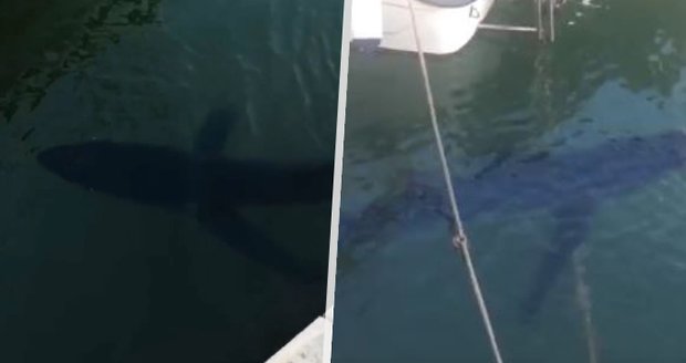 Další žralok mezi dovolenkáři ve Španělsku! Zvíře plulo pouhých pár metrů od pobřeží
