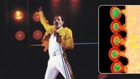 Freddie Mercury zemřel na AIDS.