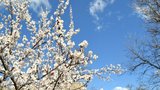 Meruňky a broskve v plném květu: Teploty ale klesy pod nulu! Úroda je zase v ohrožení