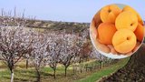 Na Břeclavsku vykvetly meruňkové sady: O úrodě rozhodnou ledoví muži