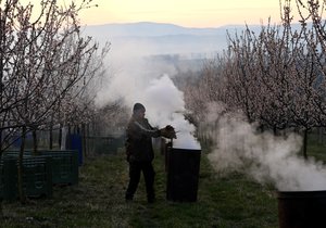 Sadaři v Buchlovicích přitápěli meruňkám a chránili je tak před mrazem.