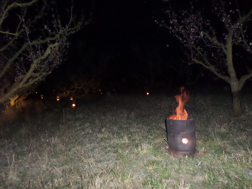 Ve Velkých Pavlovicích rozdělali v meruňkovém sadu ohně, aby ochránili letošní úrodu meruněk.