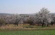 Meruňkové sady ve Velkých Pavlovicích na Břeclavsku rozkvetly letos mimořádně brzy.