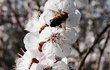 Na sladkém nektaru květů si pochutnávají včelky, přitom je opilují.