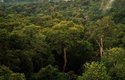 Jaká tajemství ukrývají brazilské deštné pralesy