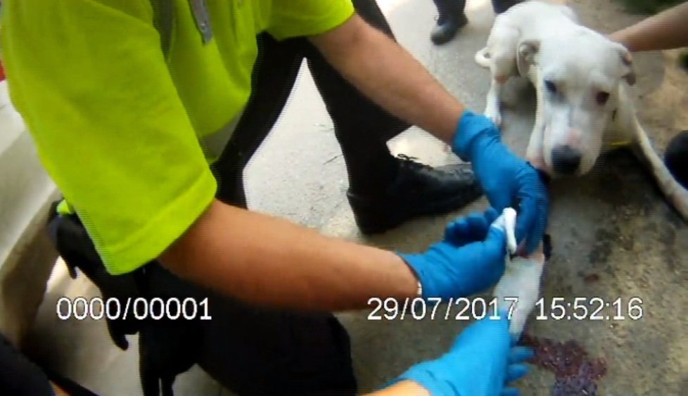 Brněnští strážníci včasným a profesionálním zásahem zachránili život pořezanému psovi, měl tepenné krvácení.