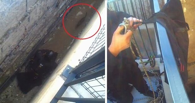 Přibližně čtyřměsíční kocourek spadl v Brně do pětimetrové šachty, zachránili ho strážníci.