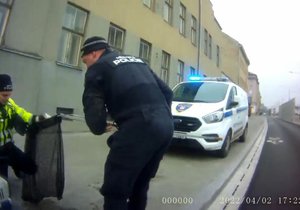 Brněnští strážníci zachránili čtveřici káčat, které vylovili z kanálu.