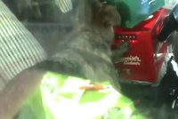 VIDEO: V rozpáleném autě umírali tři psi! Z horkého vězení je vysvobodili strážníci