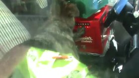 Obušek strážníků zachránil život třem psům uvězněným v uzamčeném vozidle