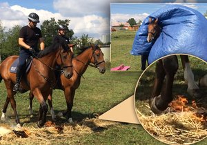 Policejní koně se nesmí bát ohně ani plachet.