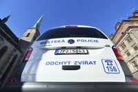 Neonacista a vězeň! Městská policie v Plzni neví, jak se zbavit problémového strážníka