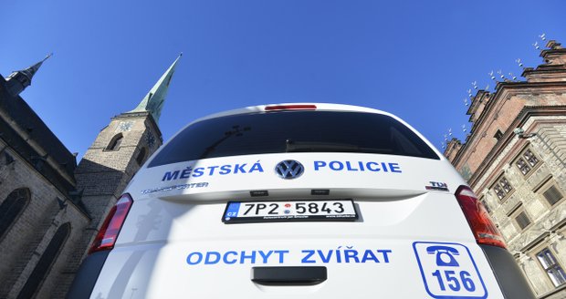 V řadách Městské Policie Plzeň je zaměstnaný už s kriminální minulostí a extremistickými názory.