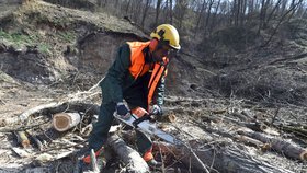 Kácením stromů pokračovala další etapa výstavby brněnského velkého městského okruhu v úseku Žabovřeská. V této části bude vybudován nový tramvajový tunel.