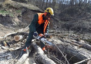 Kácením stromů pokračovala další etapa výstavby brněnského velkého městského okruhu v úseku Žabovřeská. V této části bude vybudován nový tramvajový tunel.