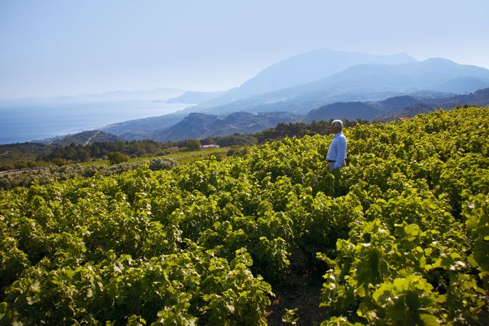 Costas Raptis osobně vybírá pro METAXU ty nejlepší hrozny muškátového vína z egejského ostrova Samos.