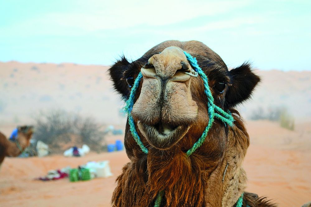 Do pouště za meditací a duševní očistou aneb Stokilometrová pěší pouť Saharou s velbloudí karavanou
