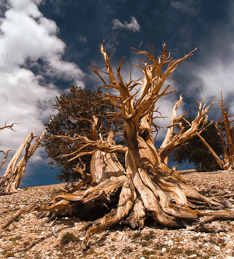 V drsných kalifornských horách v nadmořské výšce přes 3000 metrů rostou borovice, kterým je více než 4000 let