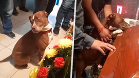 Pitbul Zeus se naposledy rozloučil se svou paničkou.