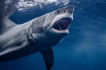 Snímek žraloka pořízený v Mexiku