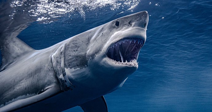 Snímek žraloka pořízený v Mexiku
