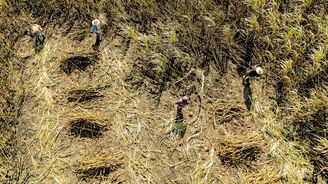 Odvrácená tvář mexické cukrové třtiny aneb Sladký byznys, který pálí krajinu i lidi Odvrácená tvář mexické cukrové třtiny aneb Sladký byznys, který pálí krajinu i lidi