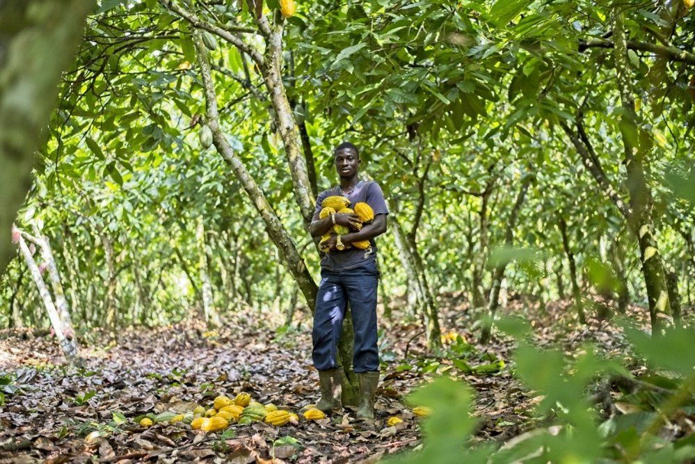 Nejvíce kakaa putuje do světa ze západní Afriky, například z Pobřeží Slonoviny