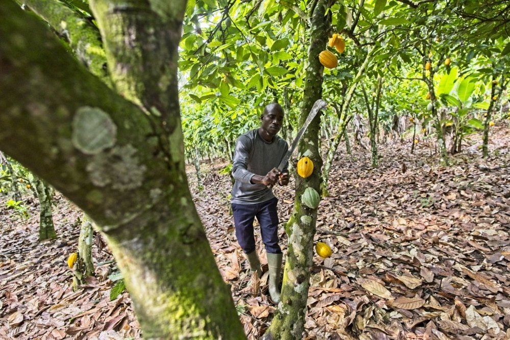Trvá sedm let, než na stromu dozrají první kakaové plody