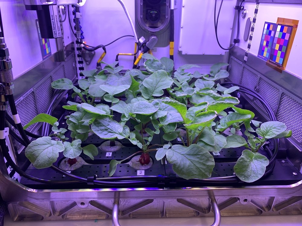 Ředkvičky pěstované na Mezinárodní vesmírné stanici ISS