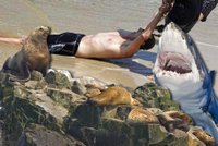 Žralok mu ukousl nohu, život mu zachránil lachtan!