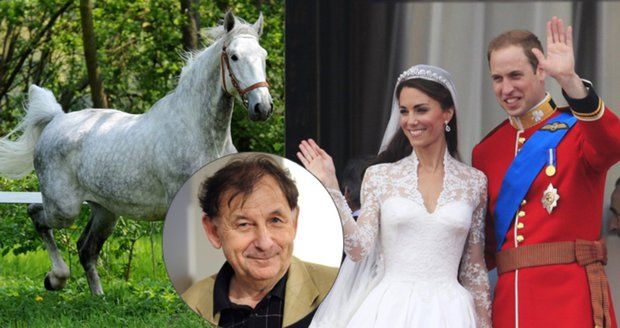 Trapas Česka s koňským darem na královskou svatbu „hasil“ diplomat: Delikátní práce