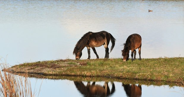 Exmoorské koně vyfotil Michal na Kozmických ptačích loukách na Hlučínsku.