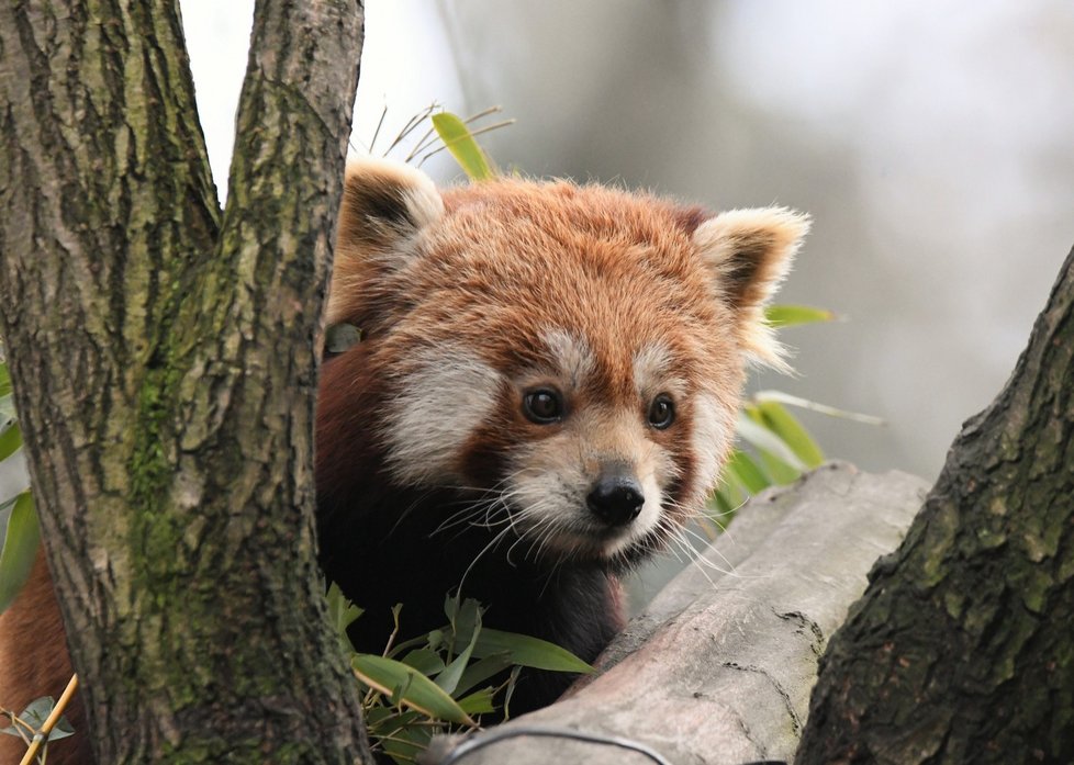 Panda červená vyhlíží návštěvníky (a možná i obdivovatele s fotoaparáty) v zoo Ostrava.
