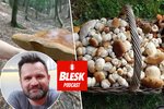 Blesk Podcast: Mykolog radí, jak mít plný košík hub již od června. Cesty neobcházejte!