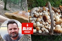 Podcast: 7 NEJ českých hub. Která je nejjedovatější, nejvzácnější a nejvíc se plete?
