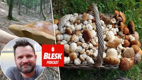 Blesk Podcast: Mykolog radí, jak mít plný košík hub již od června. Cesty neobcházejte!