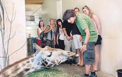Michal Šeps nakrmil v zoo žirafy.