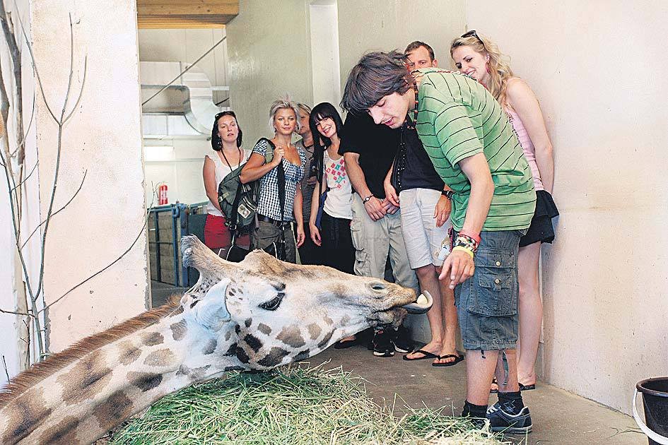 Michal Šeps nakrmil v zoo žirafy. 