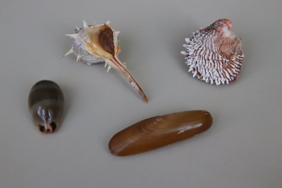 Ukázka sbírky Michala Weinbergera: vlevo Luria lurida, nahoře Bolinus brandaris, dole Lithophaga lithophaga, vpravo Chama pacifica