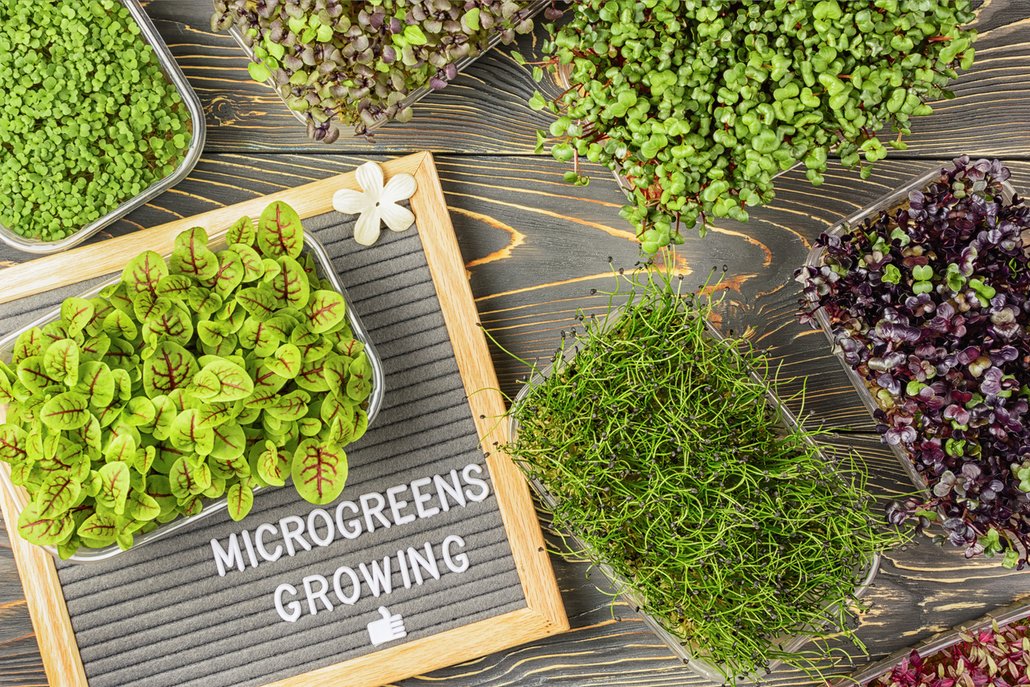 Slyšeli jste už o microgreens? Název možná napoví, že se jedná o malé rostlinky, které mají v kuchyni široké využití.