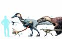 I ve své skupině dromaeosauridů byl microraptor maličký. Zde ve srovnání s člověkem 1 Microraptor, 2 Velociraptor, 3 Austroraptor, 4 Dromaeosaurus, 5 Utahraptor, 6 Deinonychus