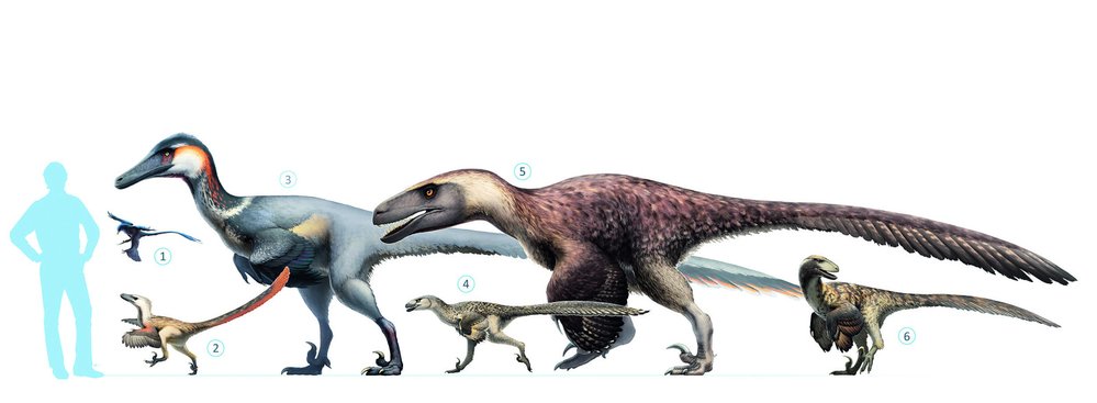 I ve své skupině dromaeosauridů byl microraptor maličký. Zde ve srovnání s člověkem 1 Microraptor, 2 Velociraptor, 3 Austroraptor, 4 Dromaeosaurus, 5 Utahraptor, 6 Deinonychus